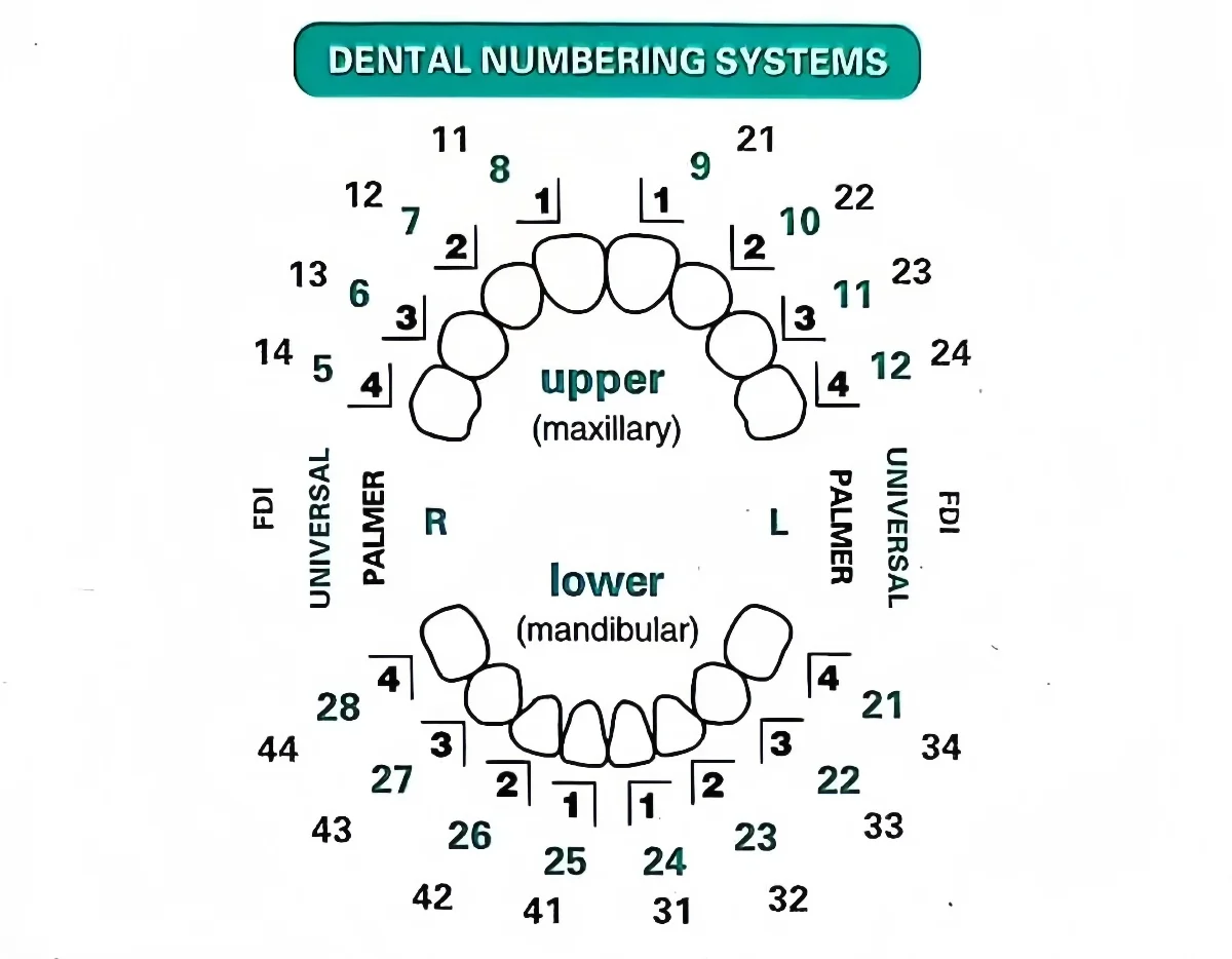 32個/セット デンタルベニアモールドキット コンポジットレ - Teeth Whitening Moulds のレビューと価格